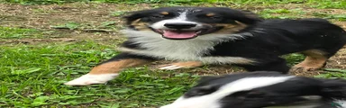 Gus
