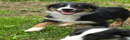 Australian Shepherd dogs for sale: Gus - Ad 1