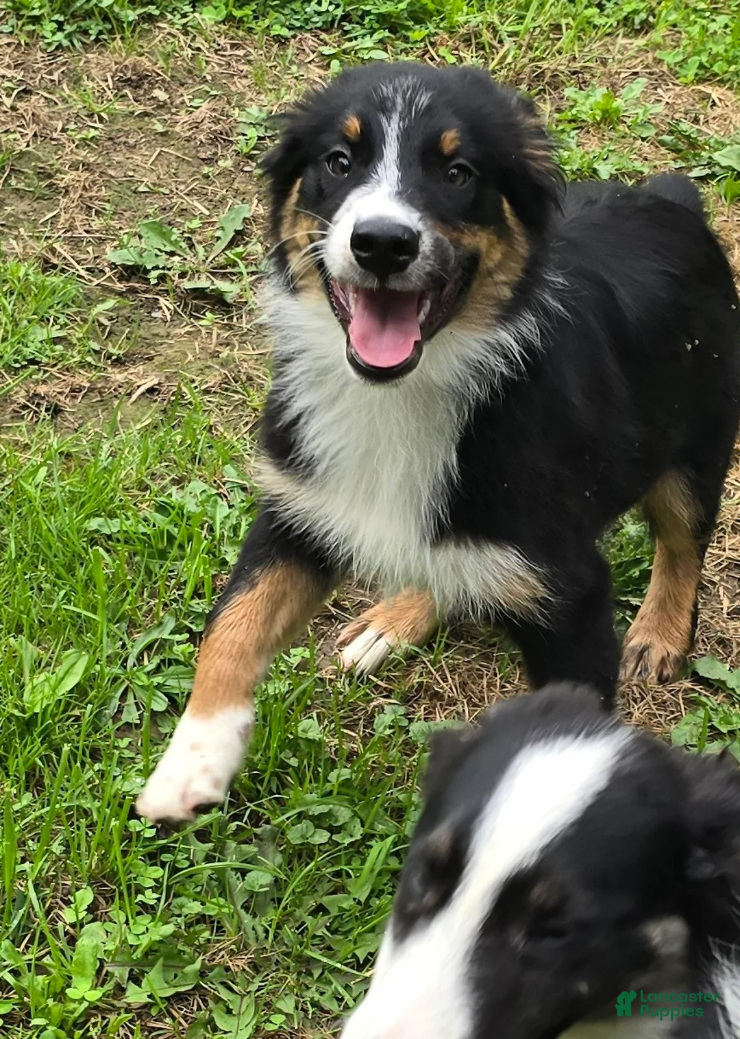 Australian Shepherd dogs for sale: Gus - Ad 1