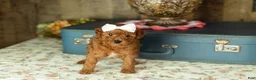 Mixed Breed dogs for sale: June  - Ad 2