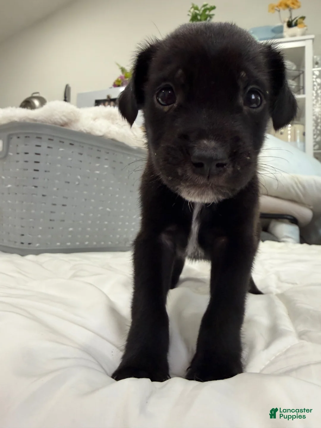 Mixed Breed dogs for sale: Labrador Retriever Mix - Ad 2