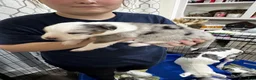 Mixed Breed dogs for sale: Mixed Breed 4 - Ad 12