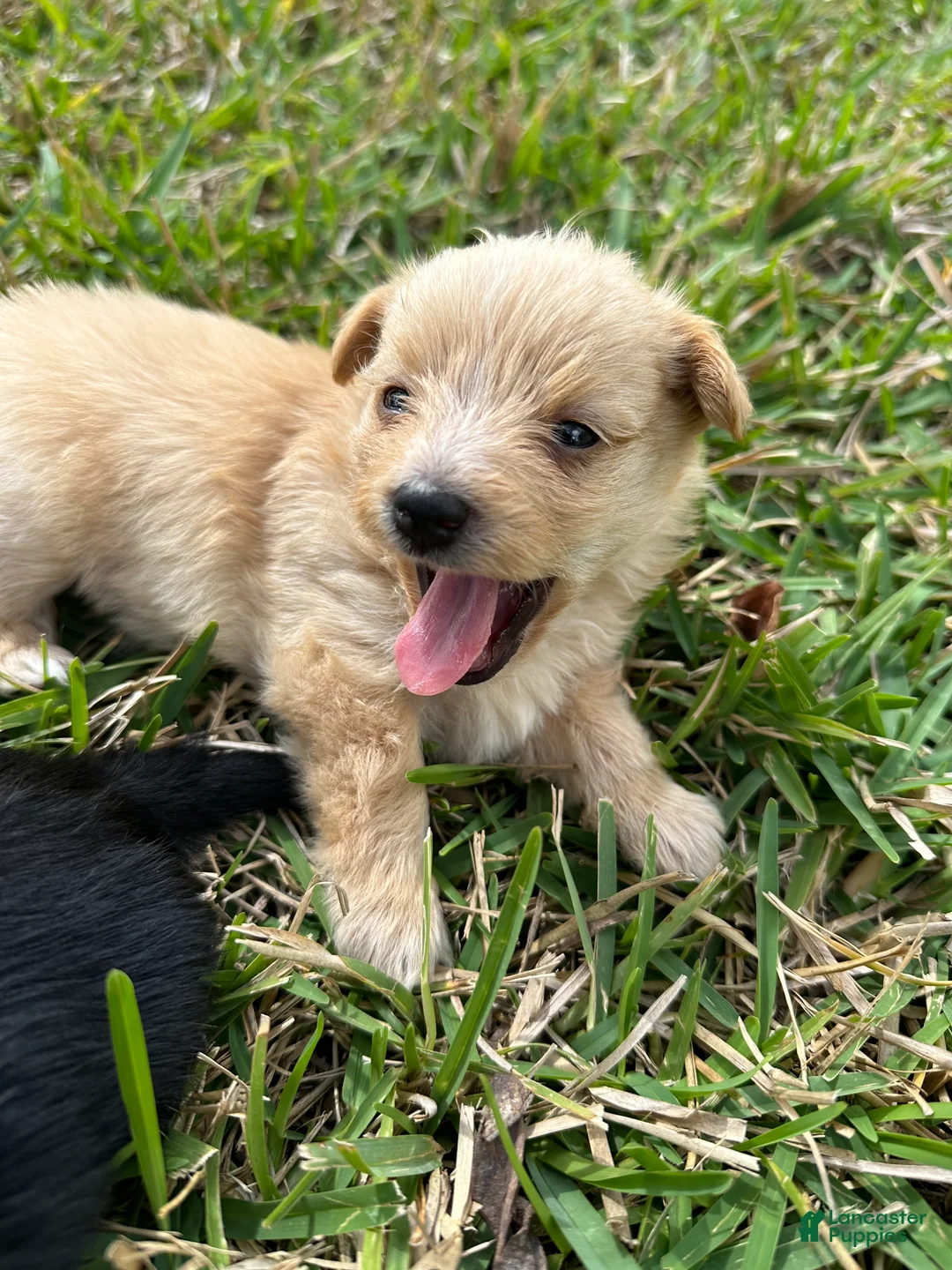Mixed Breed dogs for sale: Goldenshire 2 - Ad 2