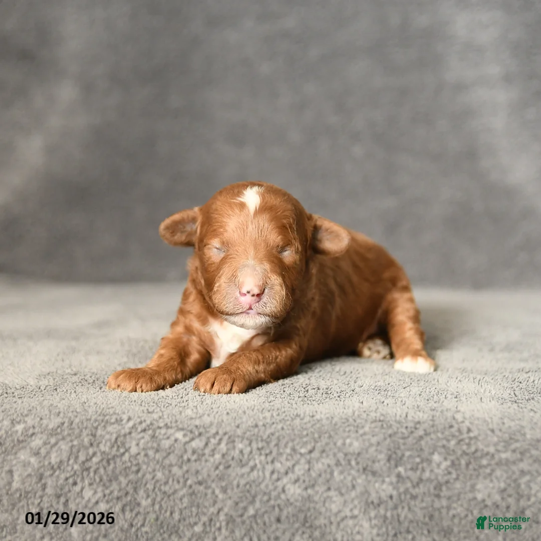 Toy Poodle dogs for sale: Jasmine - Ad 3