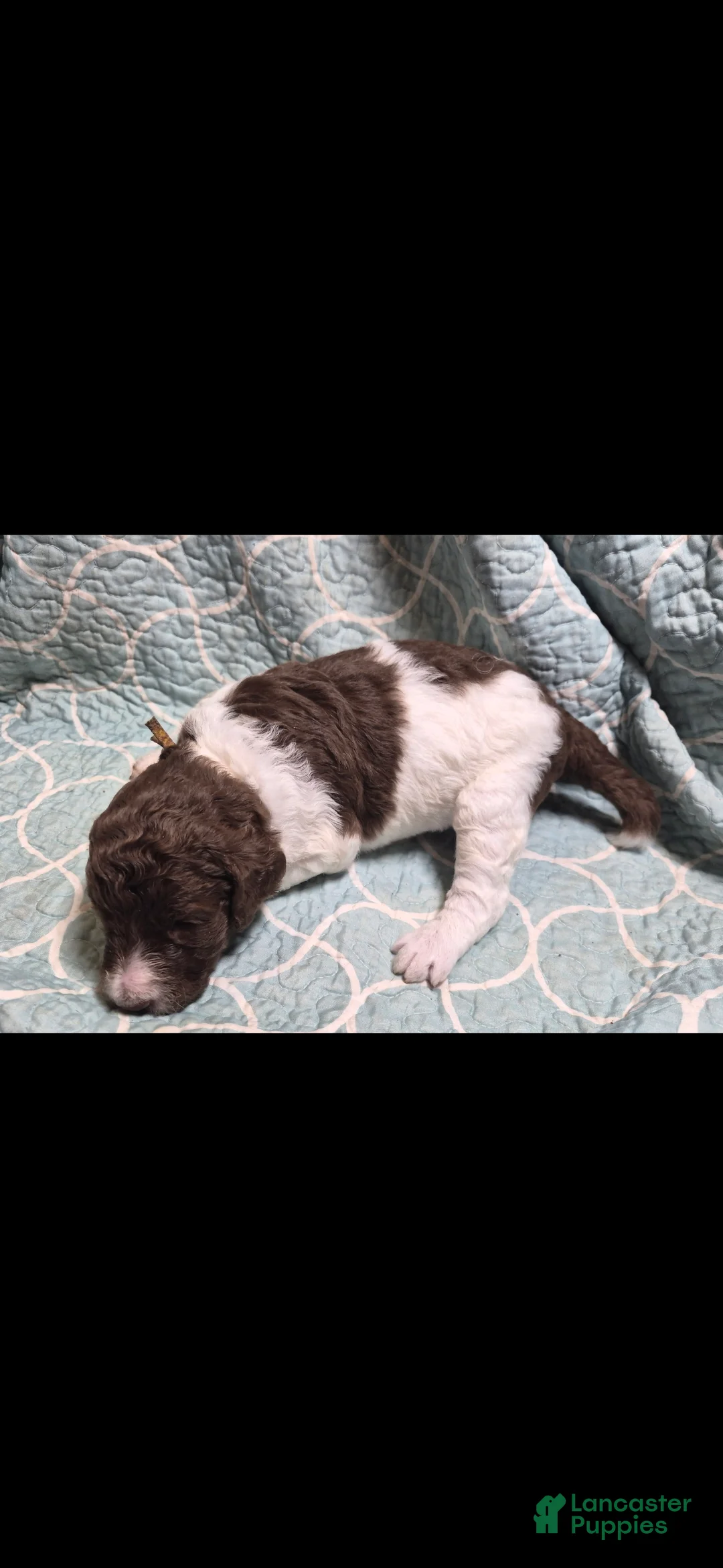 Labradoodle dogs for sale: Jonquil *REDUCED* - Ad 2