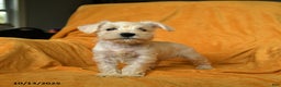 Schnoodle dogs for sale: Everett - Ad 12