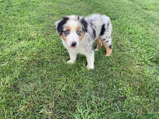 Australian Shepherd dogs Ruby - Ad 1