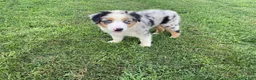 Australian Shepherd dogs for sale: Ruby - Ad 1