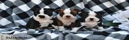 Boston Terrier dogs for sale: Brady - Ad 5