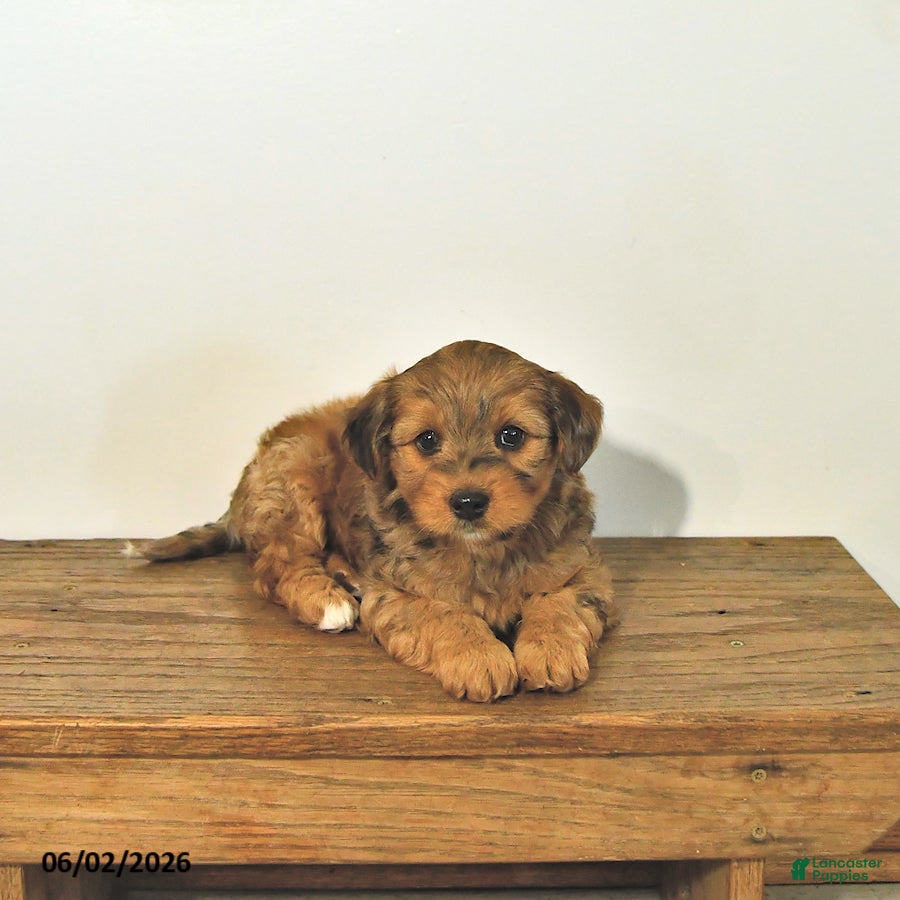 Mixed Breed dogs for sale: Skip  - Ad 1
