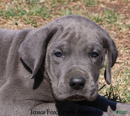 Great Dane dogs Sarge - Ad 6