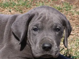 Great Dane dogs Sarge - Ad 14