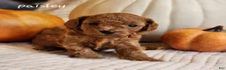 Cavapoo dogs for sale: Paisley - Ad 3