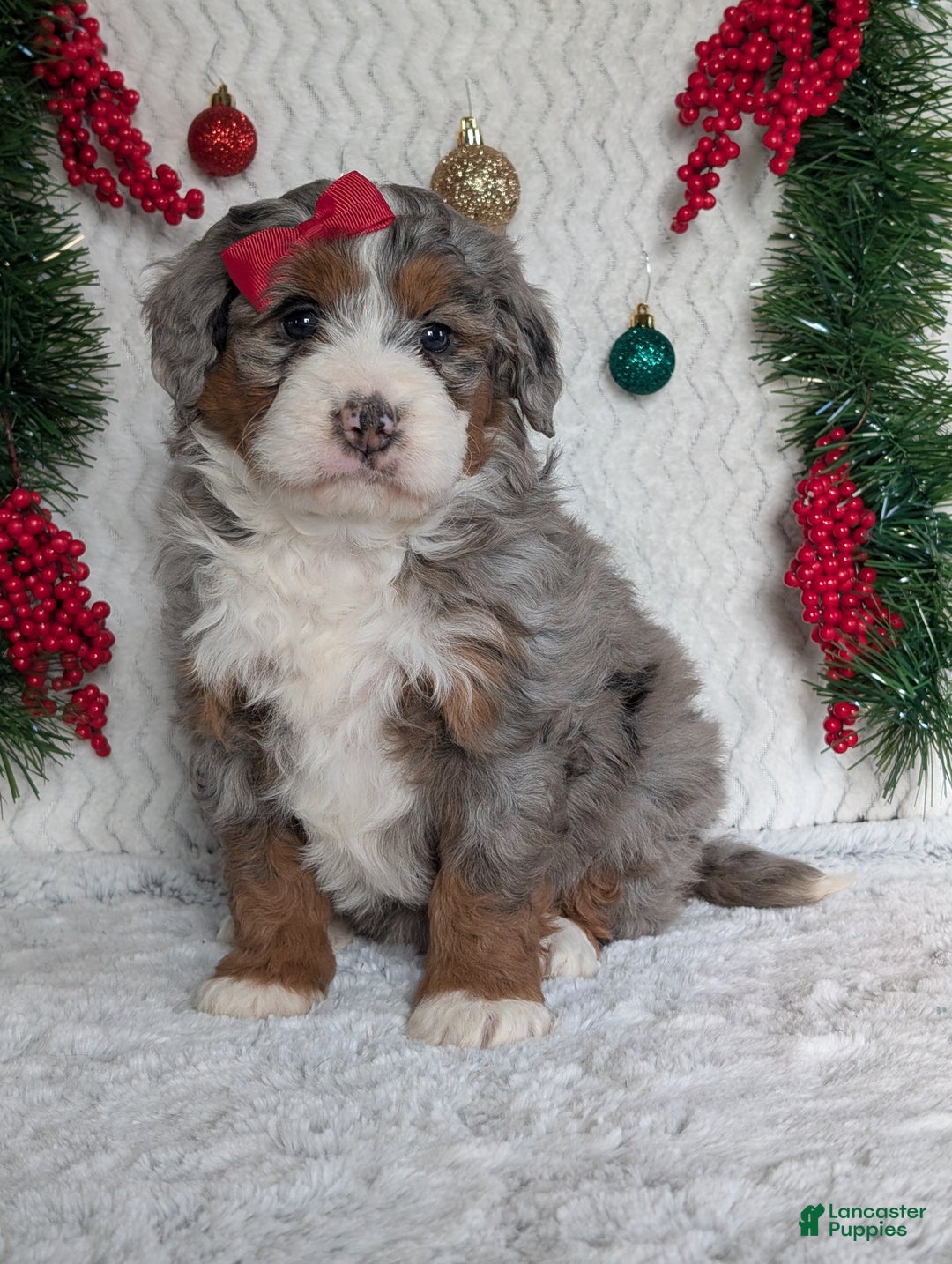 Mini Bernedoodle dogs for sale: Mini Opal  - Ad 13