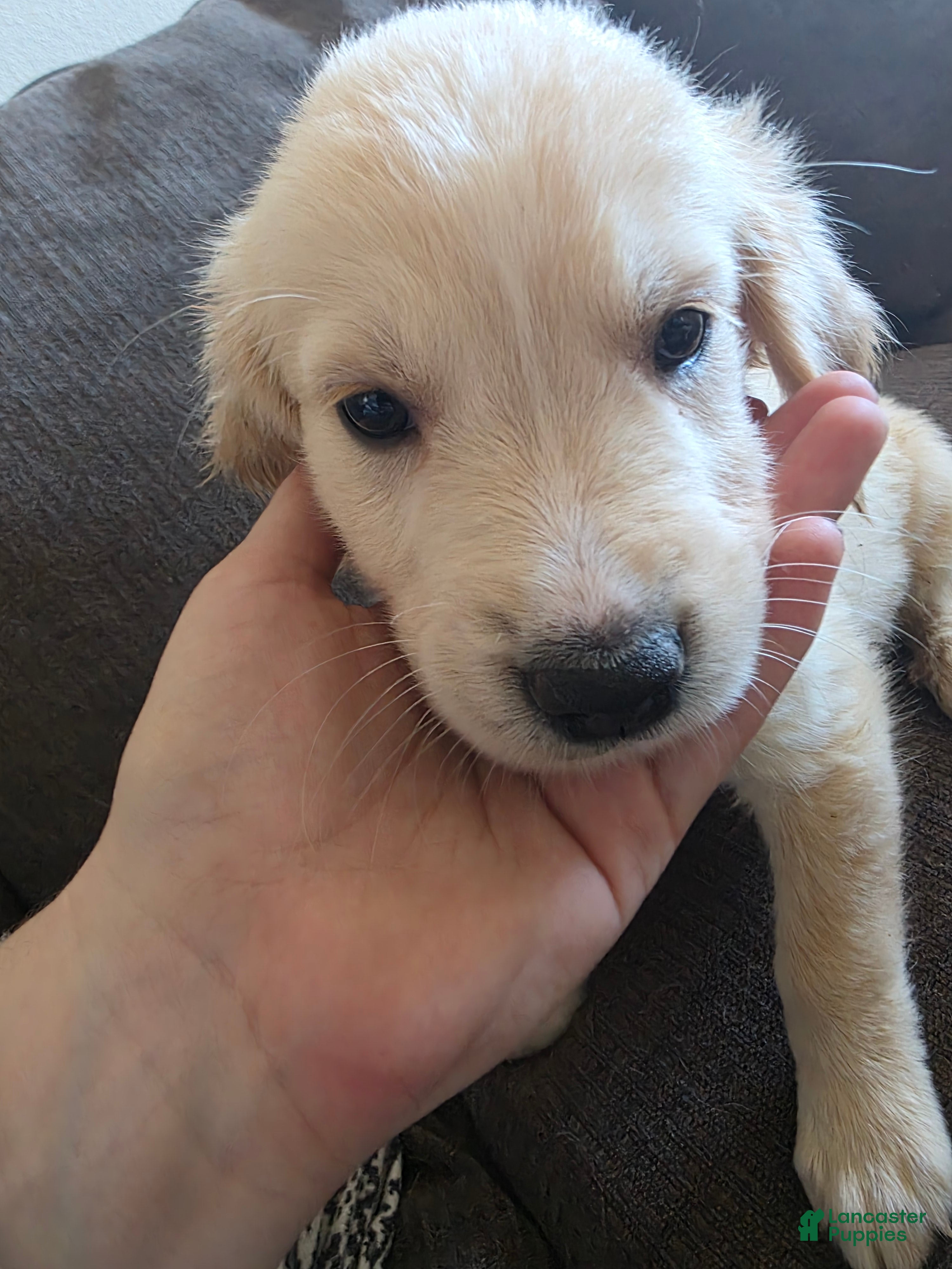 Goberian dogs Goberian Puppy 2 - Ad 2