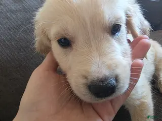 Goberian dogs Goberian Puppy 2 - Ad 2