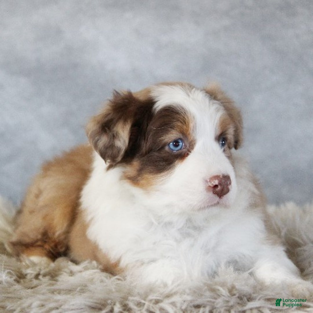 Australian Shepherd dogs for sale: Caty - Ad 3