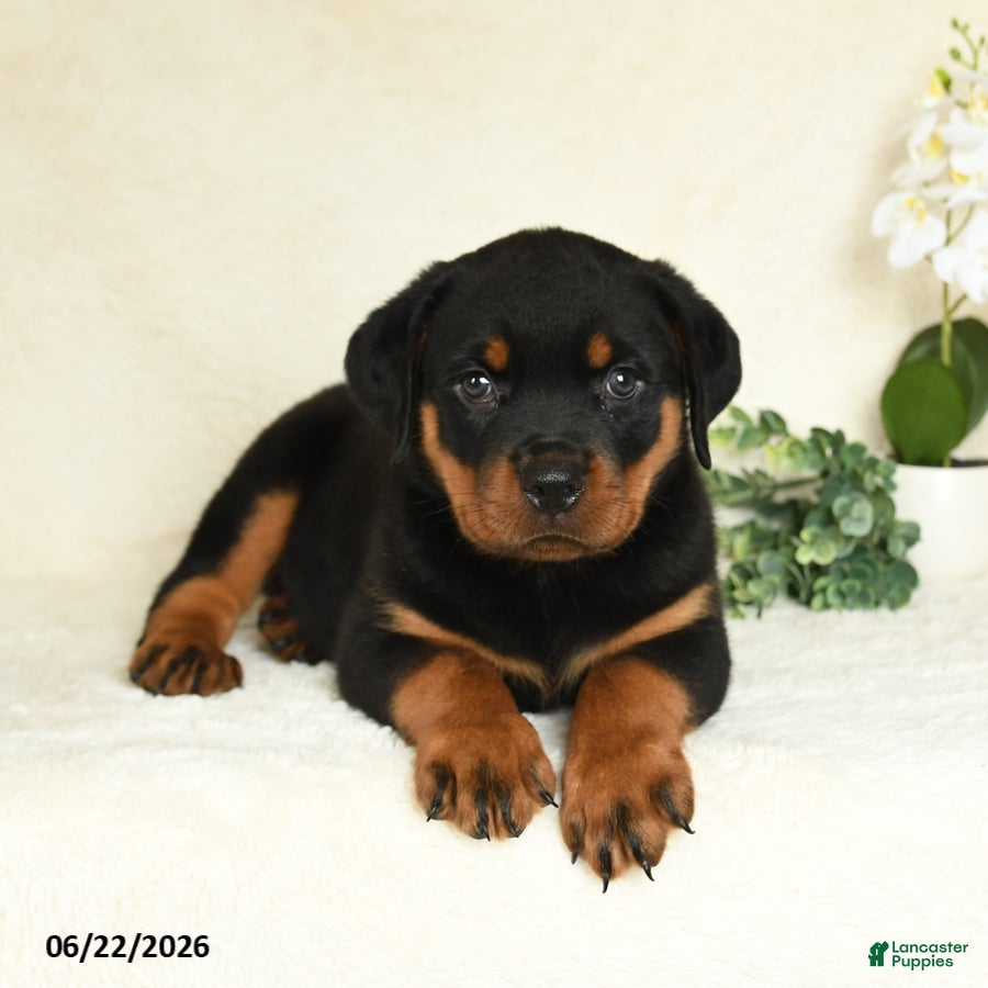Rottweiler dogs Ace - Ad 1