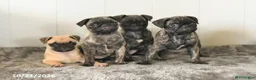 Pug dogs for sale: Misty - Ad 5
