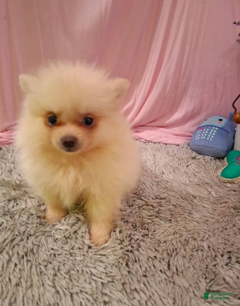 Pomeranian dogs Dasiey - Ad 1