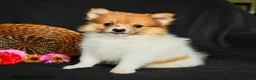 Pomeranian dogs for sale: Polly - Ad 5