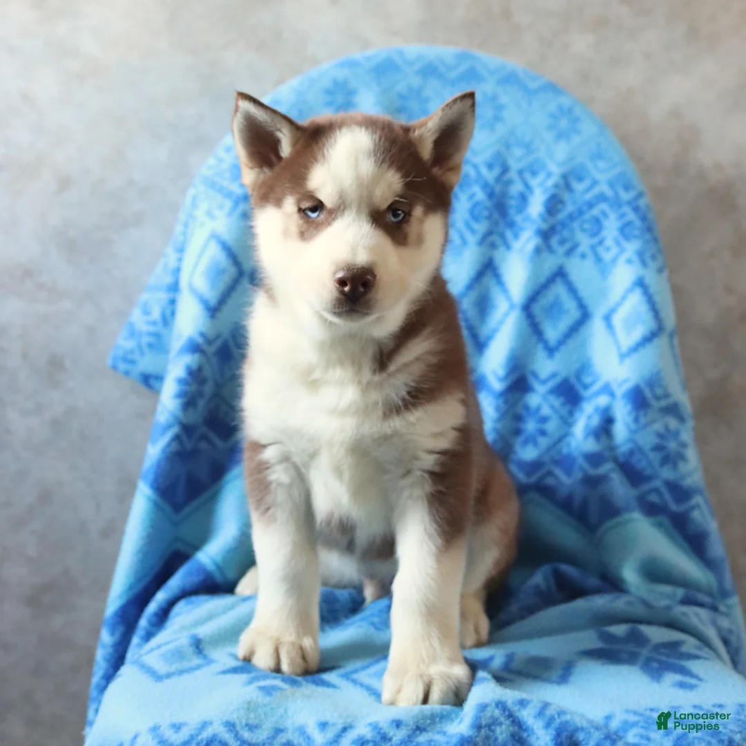 Siberian Husky dogs for sale: Tundra - Ad 3