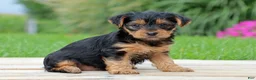Yorkshire Terrier dogs for sale: Zoe - Ad 2