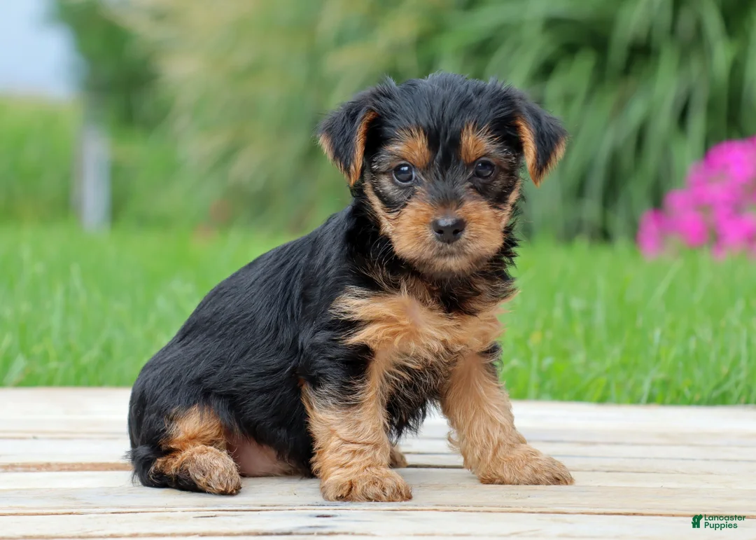Yorkshire Terrier dogs for sale: Zoe - Ad 2