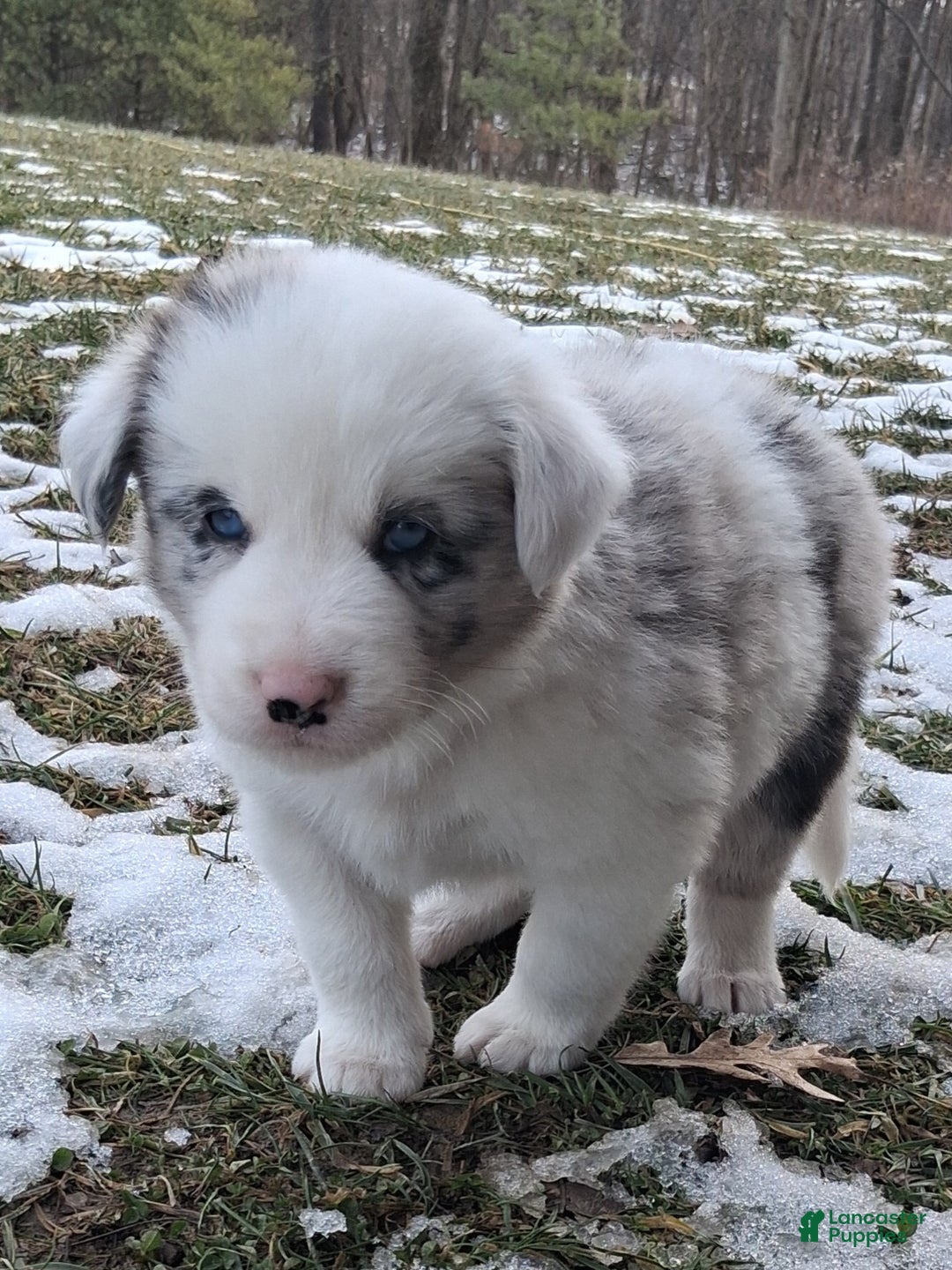 Border Collie dogs for sale: Max - Ad 6