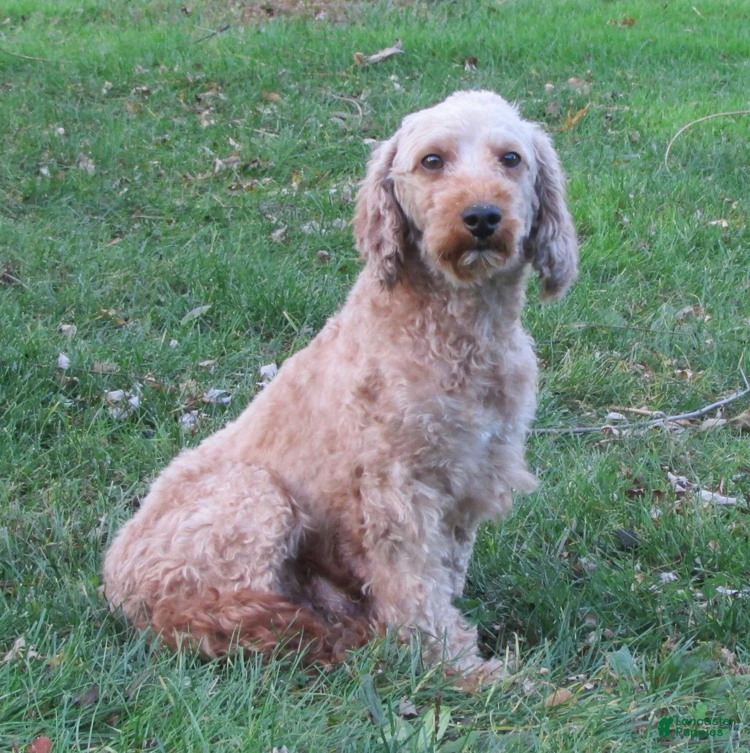Mini Goldendoodle dogs for sale: Dusty - Ad 3