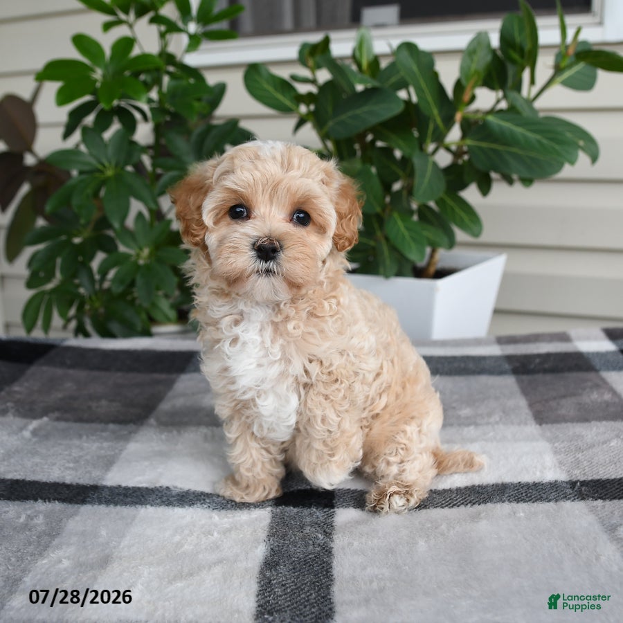 Maltipoo dogs Lila  - Ad 1