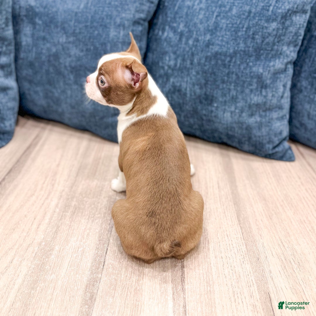 Boston Terrier dogs for sale: Banjo - Ad 5