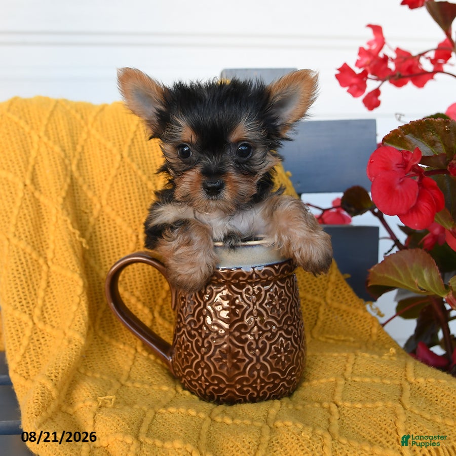 Yorkshire Terrier dogs Lady - Ad 1