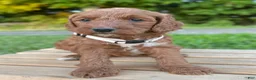 Irish Doodle dogs for sale: Juniper - Ad 34