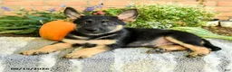 Gerberian Shepsky dogs for sale: Tyler - Ad 3