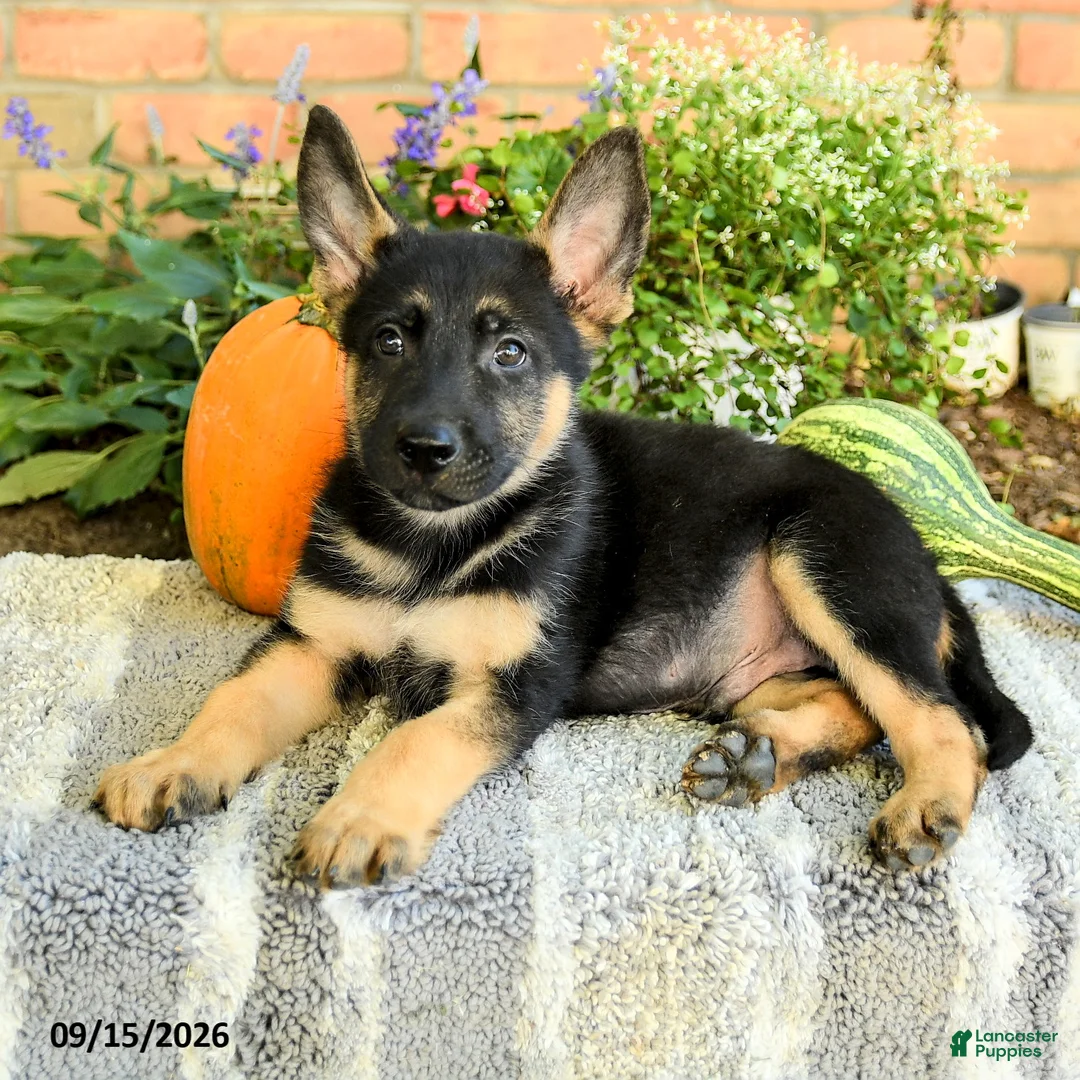 Gerberian Shepsky dogs for sale: Tyler - Ad 3