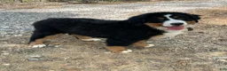 Bernese Mountain Dog dogs for sale: Bonnie - Ad 5
