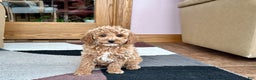 Cavapoo dogs for sale: Cavapoo male Puppy 1 - Ad 7