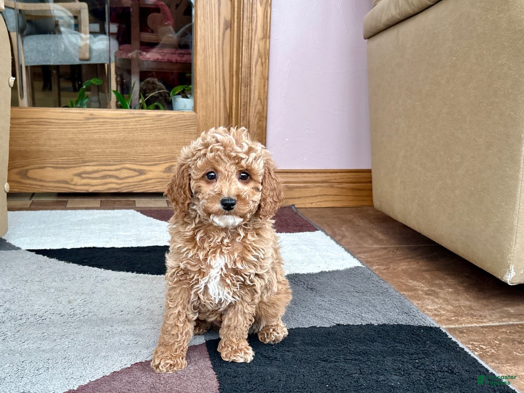 Cavapoo dogs for sale: Cavapoo male Puppy 1 - Ad 7