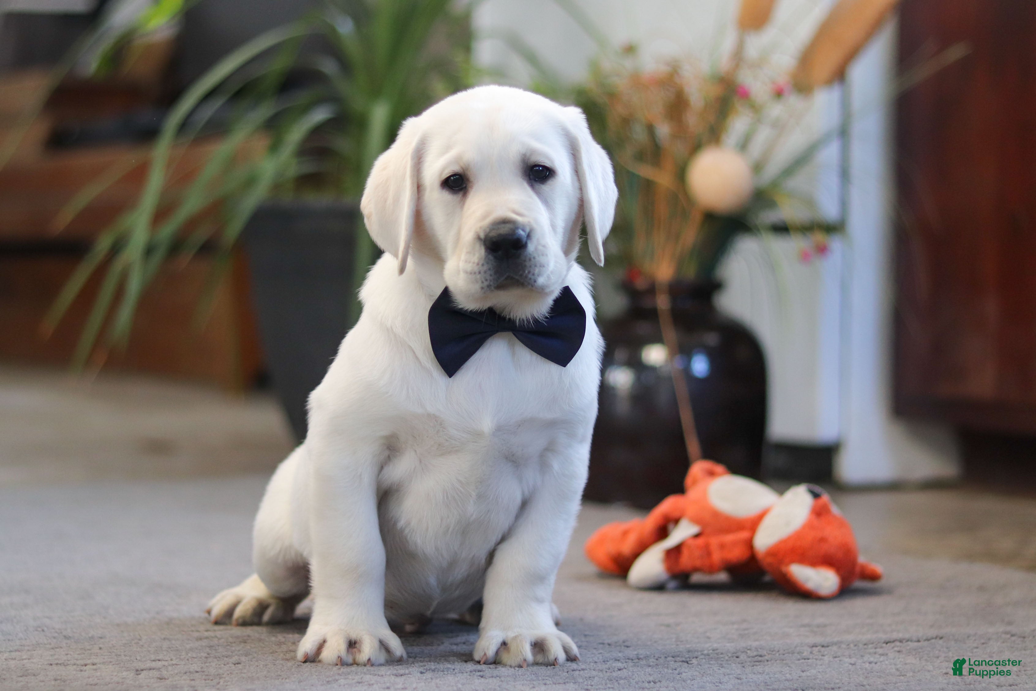 Labrador Retriever dogs Buster - Ad 1