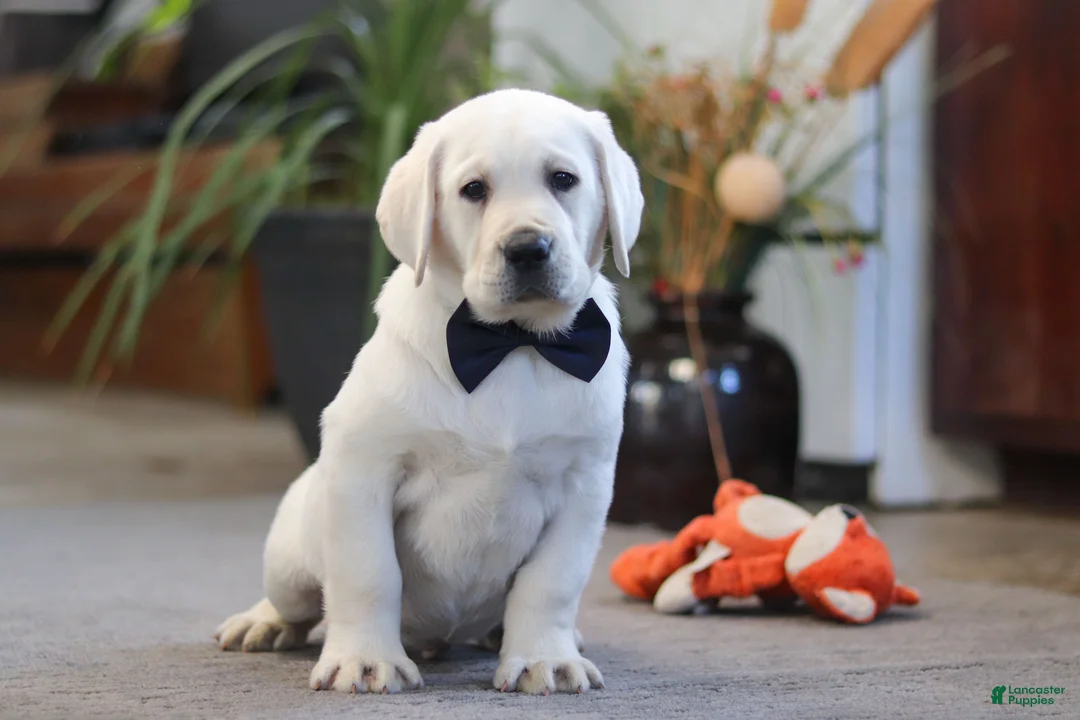 Labrador Retriever dogs for sale: Buster - Ad 1