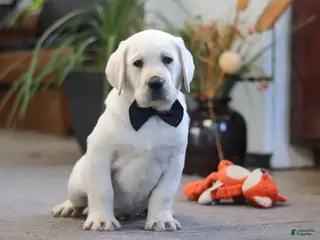 Labrador Retriever dogs Buster - Ad 1