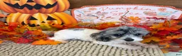 Cockapoo dogs for sale: Buttons - Ad 3