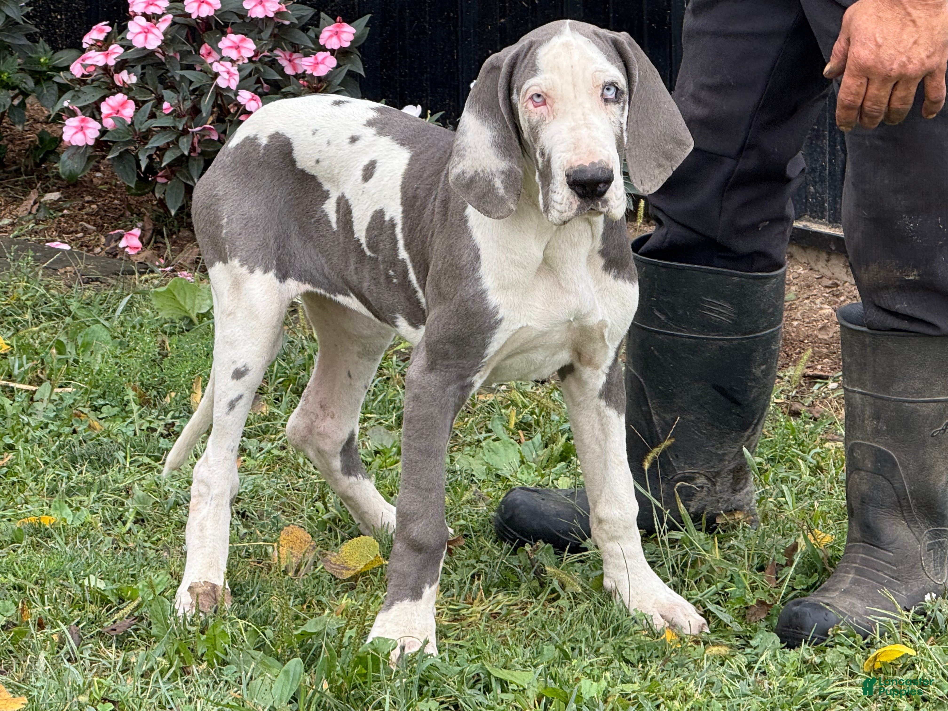 Happy Great Dane puppies for sale Lancaster Puppies