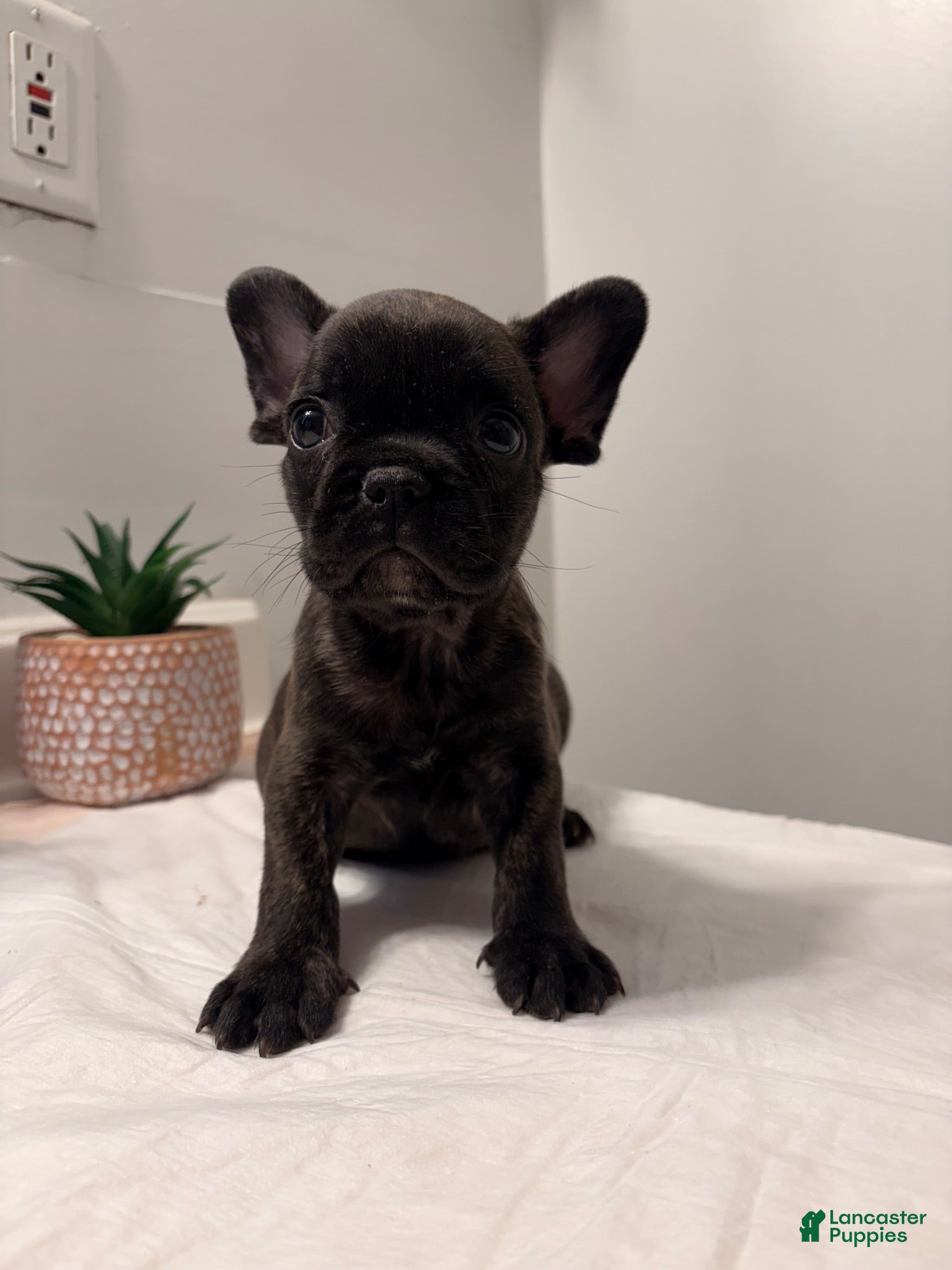 French Bulldog dogs French Bulldog 1 - Ad 40