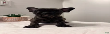 French Bulldog 1