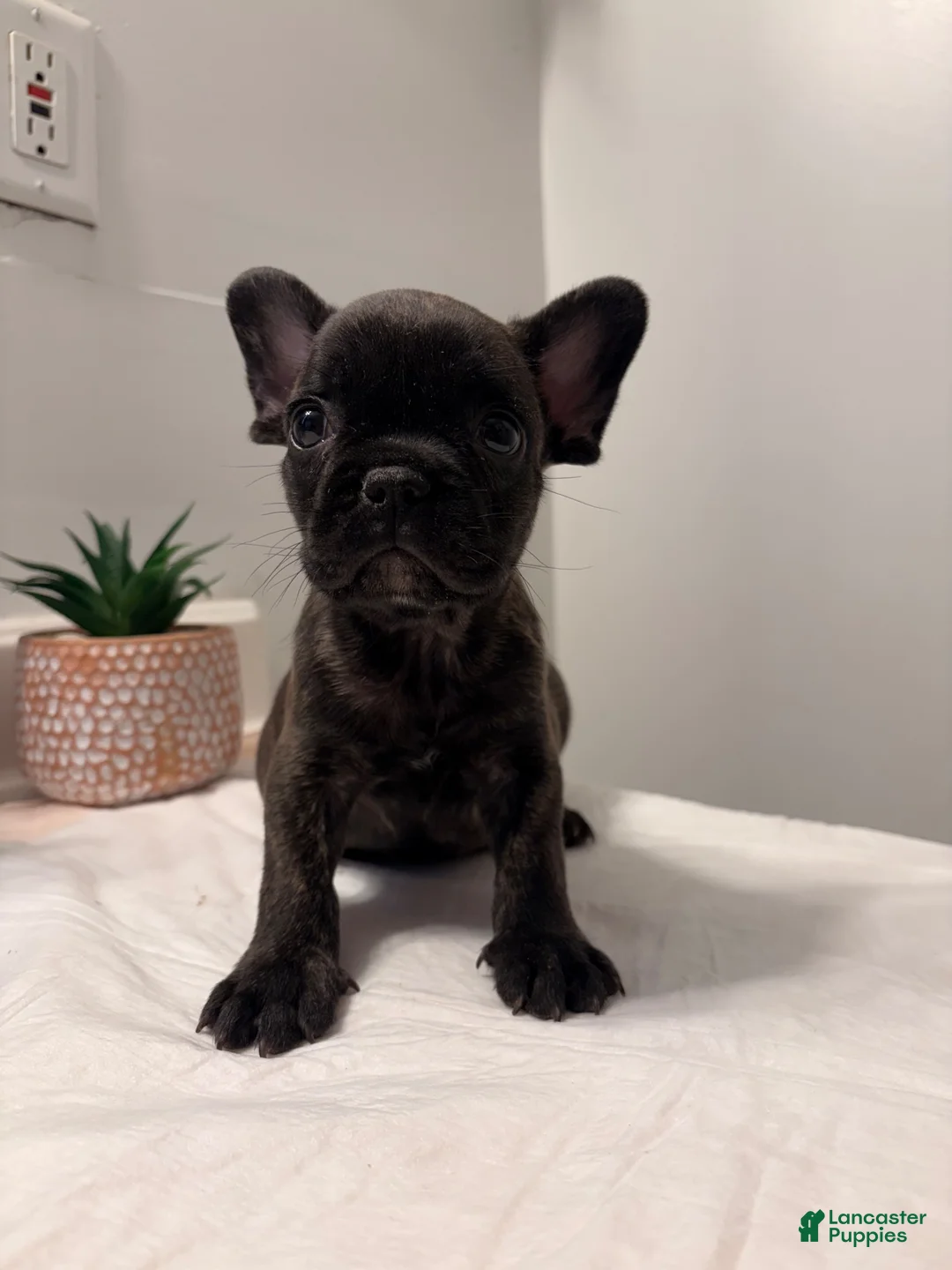 French Bulldog dogs for sale: French Bulldog 1 - Ad 1