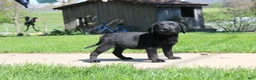 Labrador Retriever dogs for sale: Labrador Retriever Winston - Ad 6