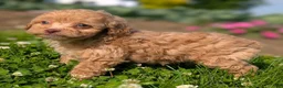 Toy Poodle dogs for sale: Scone - Ad 5