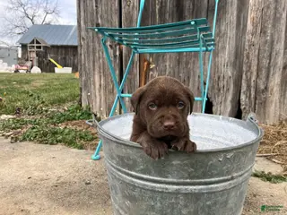 Labrador Retriever dogs Labrador Retriever Puppy 6 - Ad 21